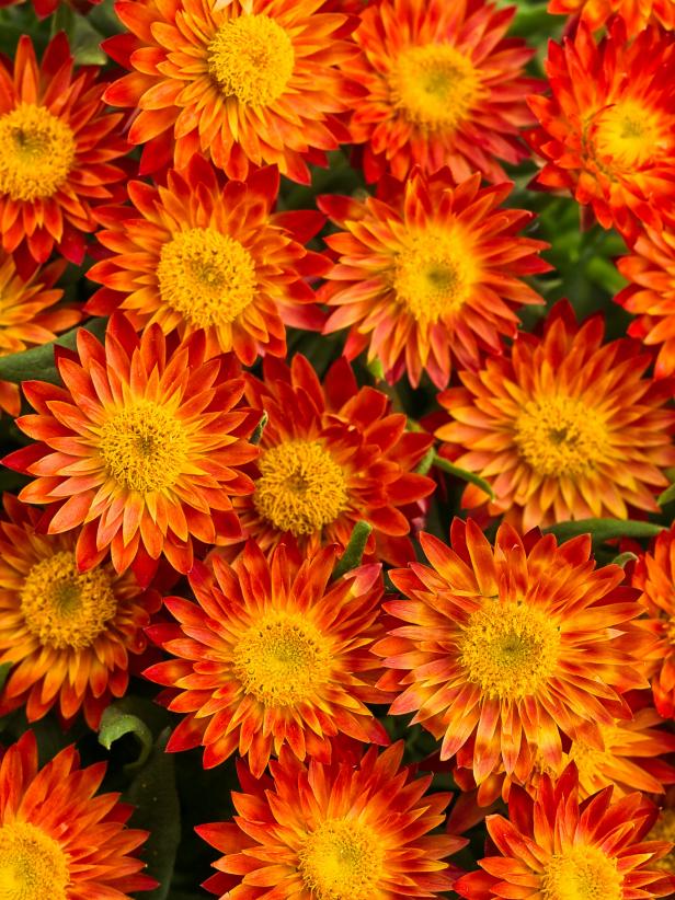 Strawflowers